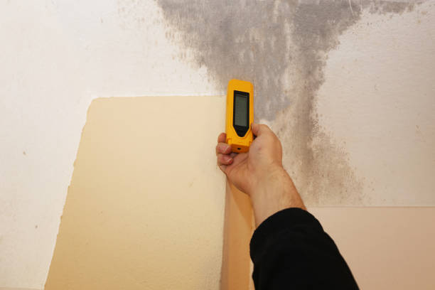 East Falmouth, MA Mold Removal Pros