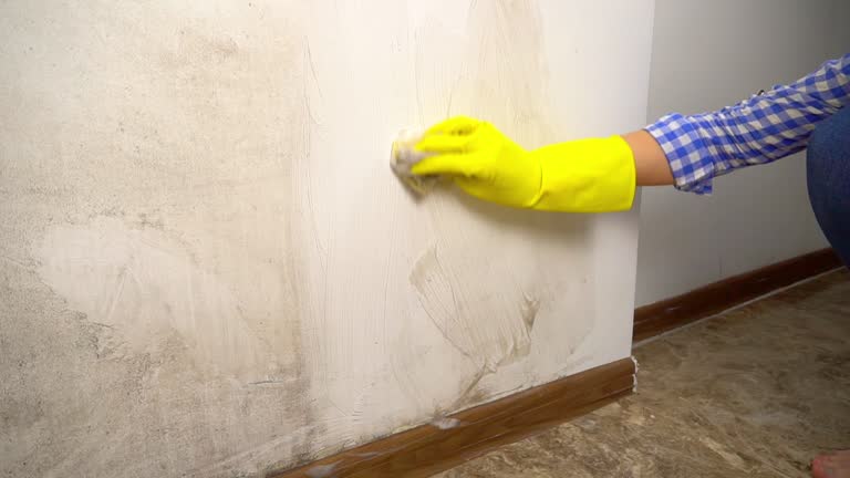 Best Crawl Space Mold Remediation  in East Falmouth, MA