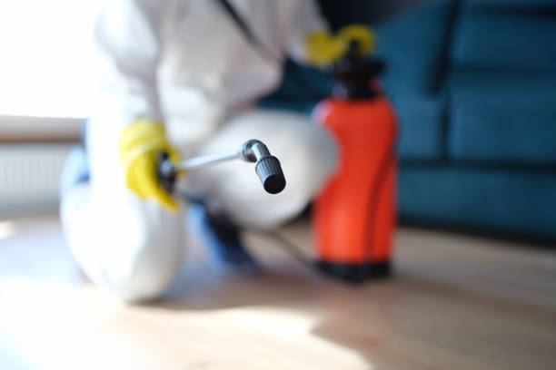 Best Attic Mold Removal  in East Falmouth, MA