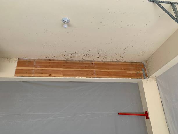 Mold Remediation for Vacation Homes in East Falmouth, MA