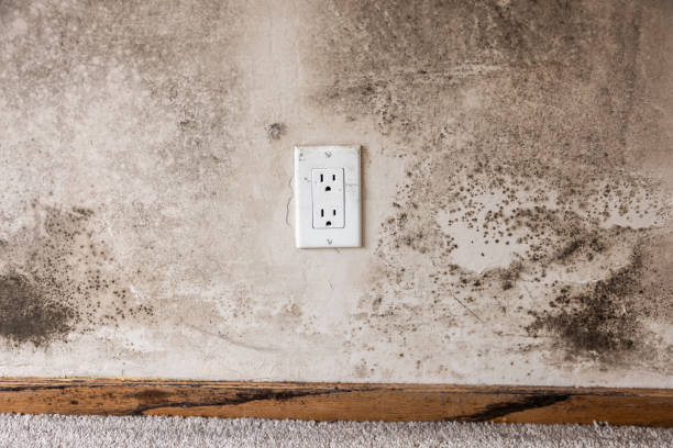 Mold Remediation for Rental Properties in East Falmouth, MA