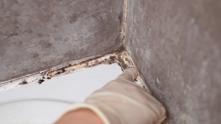 Best Mold Removal for HVAC Installations  in East Falmouth, MA